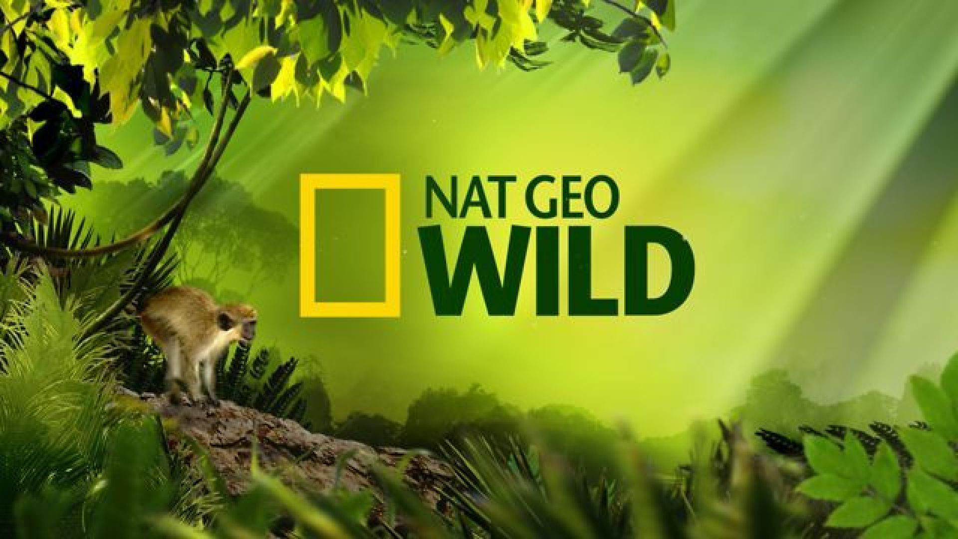 ⁣Nat Geo Wild